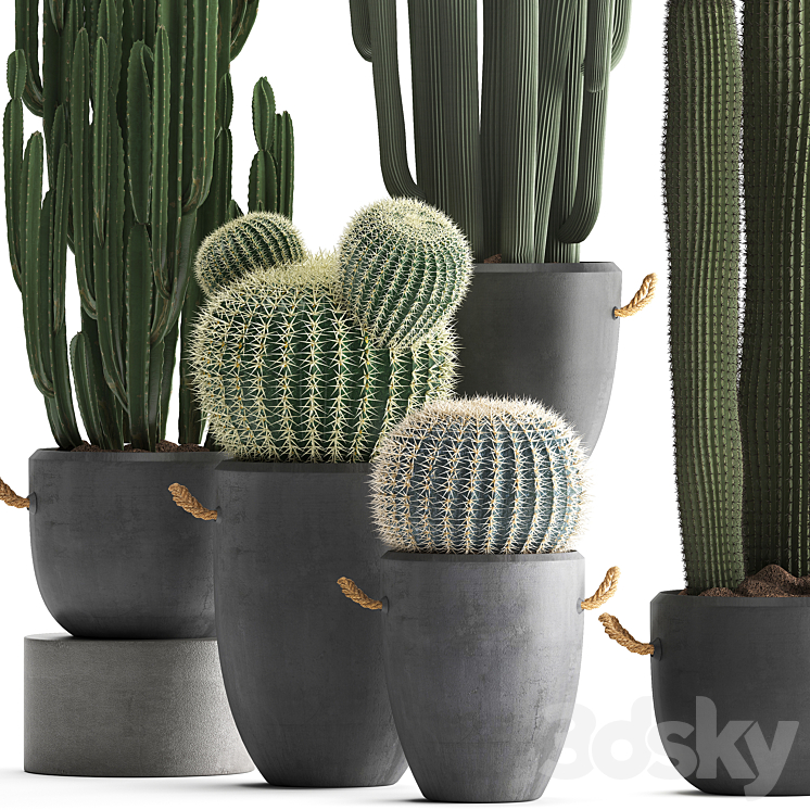 Collection of plants 411. Cactus set. Echinocactus Cereus Carnegia Barrel cactus indoor plants concrete pot outdoor 3DS Max - thumbnail 2