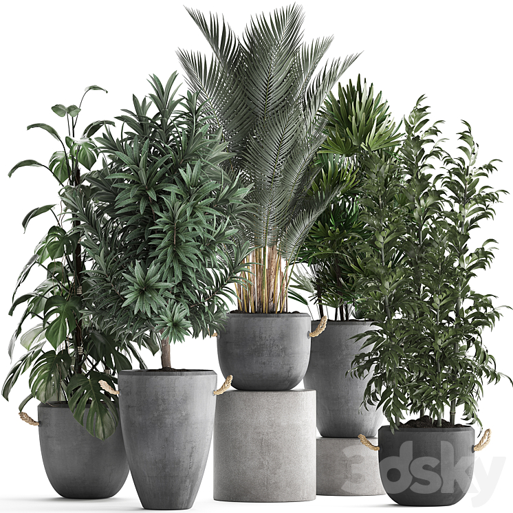 Plant Collection 413. palm bamboo rapis monstera concrete pot flowerpot indoor plants Raphis Palm 3DS Max - thumbnail 1
