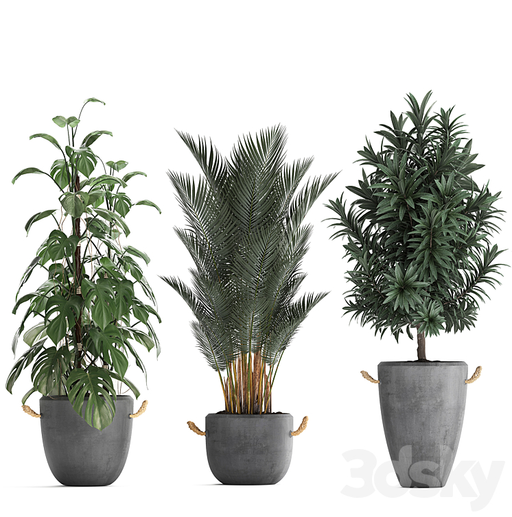 Plant Collection 413. palm bamboo rapis monstera concrete pot flowerpot indoor plants Raphis Palm 3DS Max - thumbnail 2