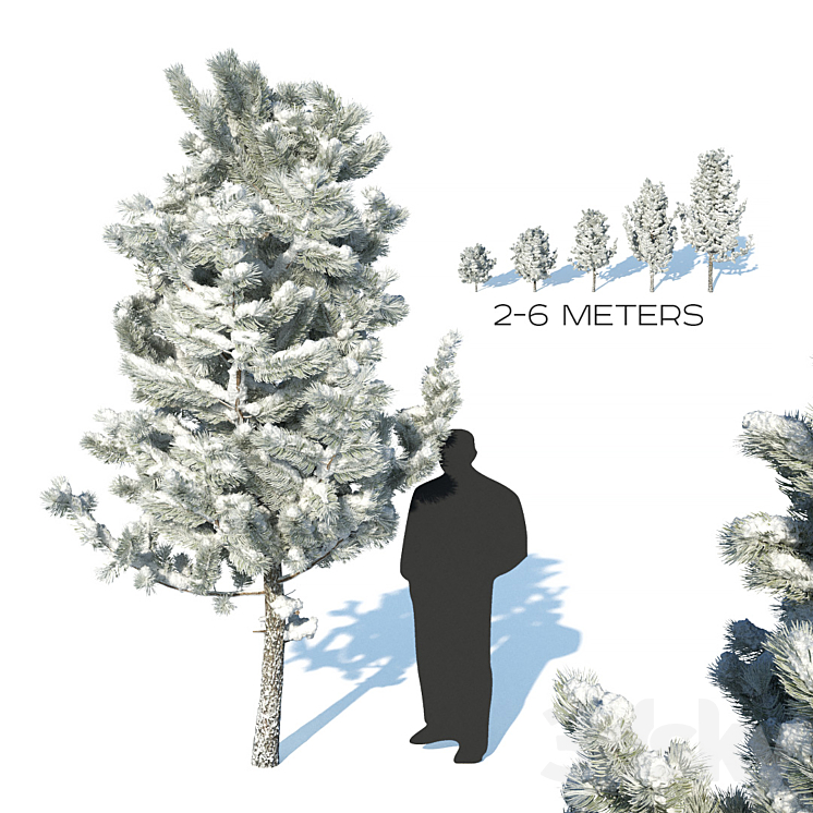 Pine trees in the snow 3DS Max - thumbnail 1