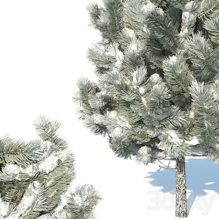 Pine trees in the snow 3DS Max - thumbnail 2