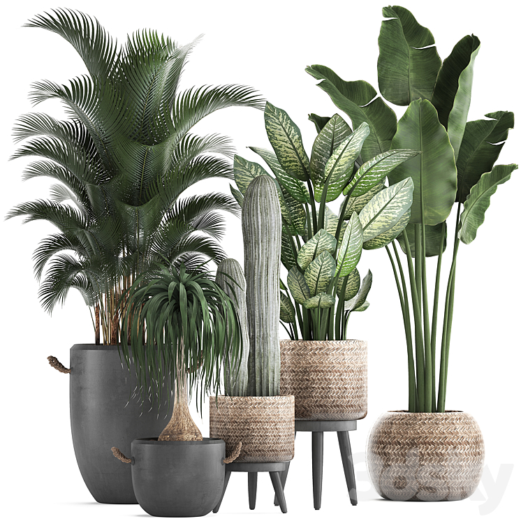 Plant Collection 417. Banana palm hovea loft cactus dracaena Dieffenbachia basket black flowerpot indoor plants 3DS Max - thumbnail 1
