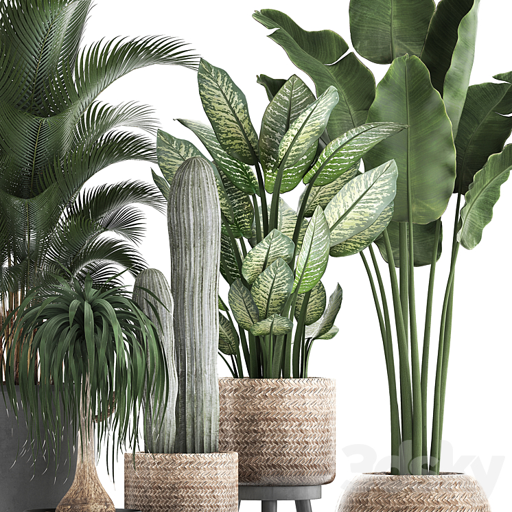 Plant Collection 417. Banana palm hovea loft cactus dracaena Dieffenbachia basket black flowerpot indoor plants 3DS Max - thumbnail 2