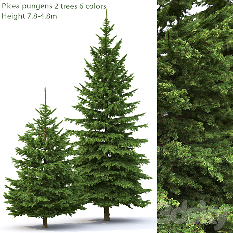 Spruce 3DS Max - thumbnail 1