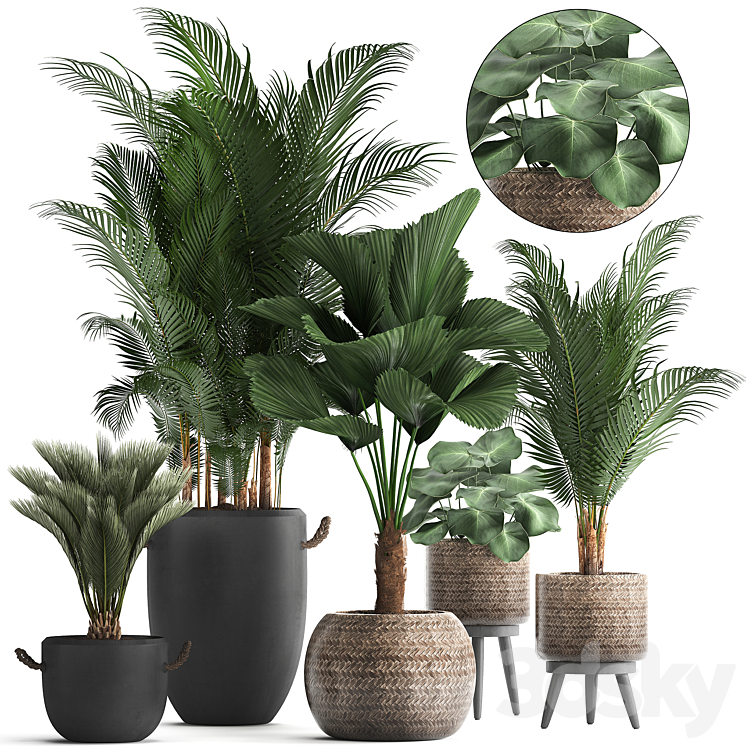 Plant Collection 422. palm hovea black flowerpot basket pot tropical plant likuala loft Howea forsteriana 3DS Max - thumbnail 1
