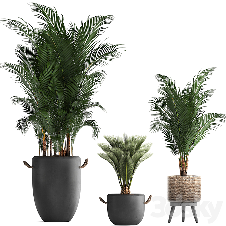 Plant Collection 422. palm hovea black flowerpot basket pot tropical plant likuala loft Howea forsteriana 3DS Max - thumbnail 2