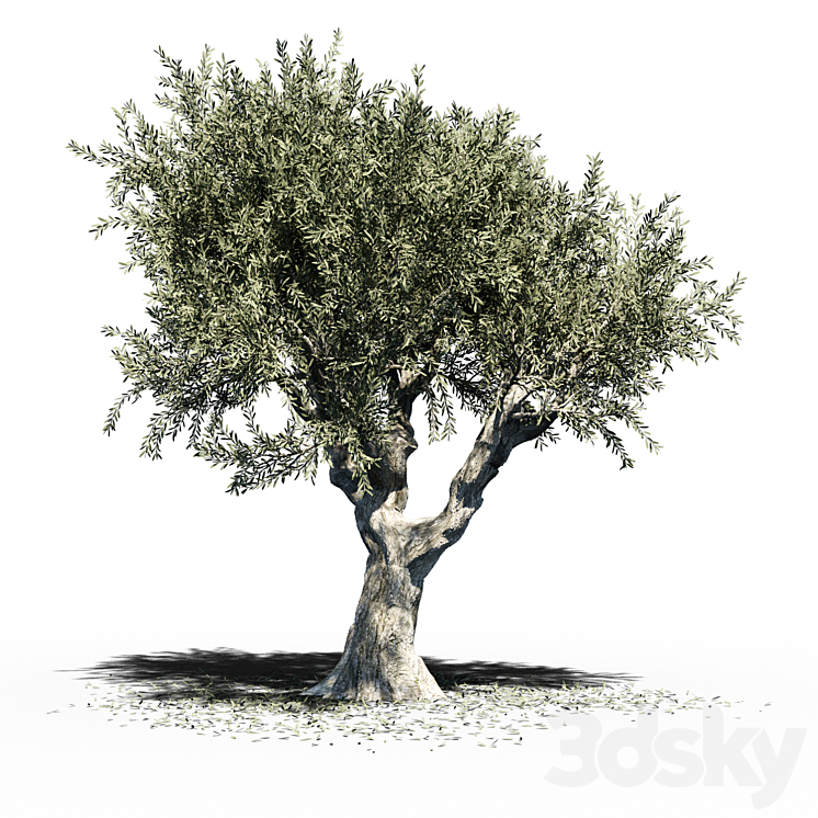 Olive Tree (Europa Olea) v2 3DS Max - thumbnail 1