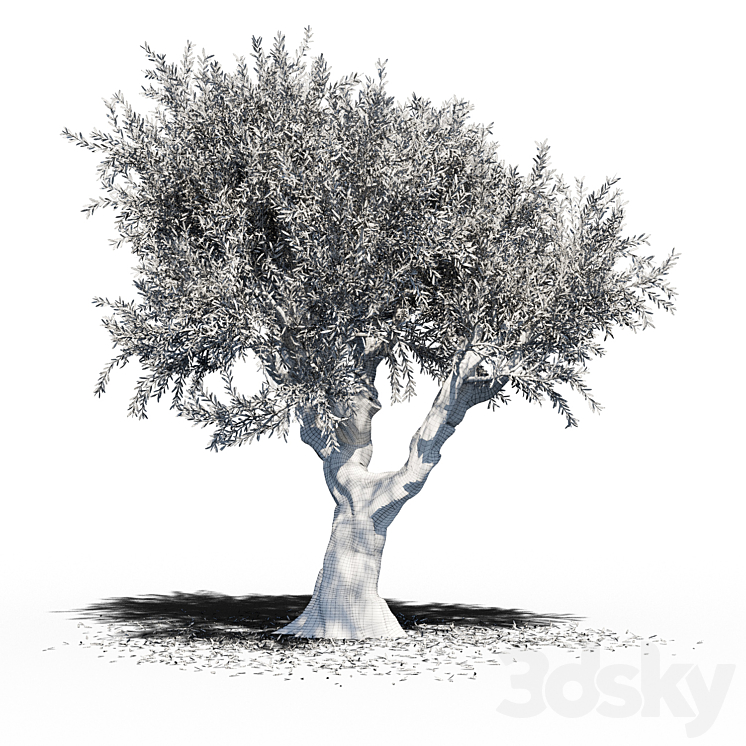 Olive Tree (Europa Olea) v2 3DS Max - thumbnail 2