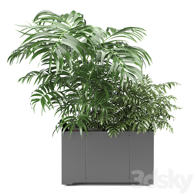 Palm tree in a pot 02 (CAPE Collection) 3D Model