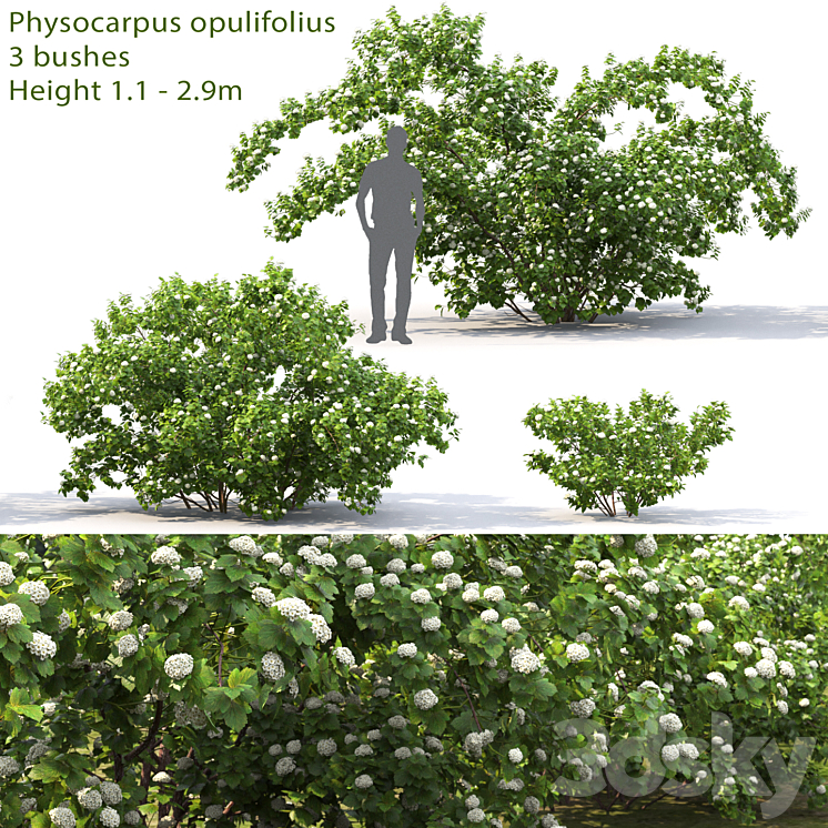 Physocarpus opulifolius # 1 3DS Max - thumbnail 1