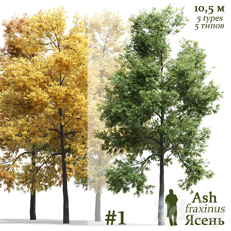Ash-tree \/ Fraxinus #1 3DS Max - thumbnail 1