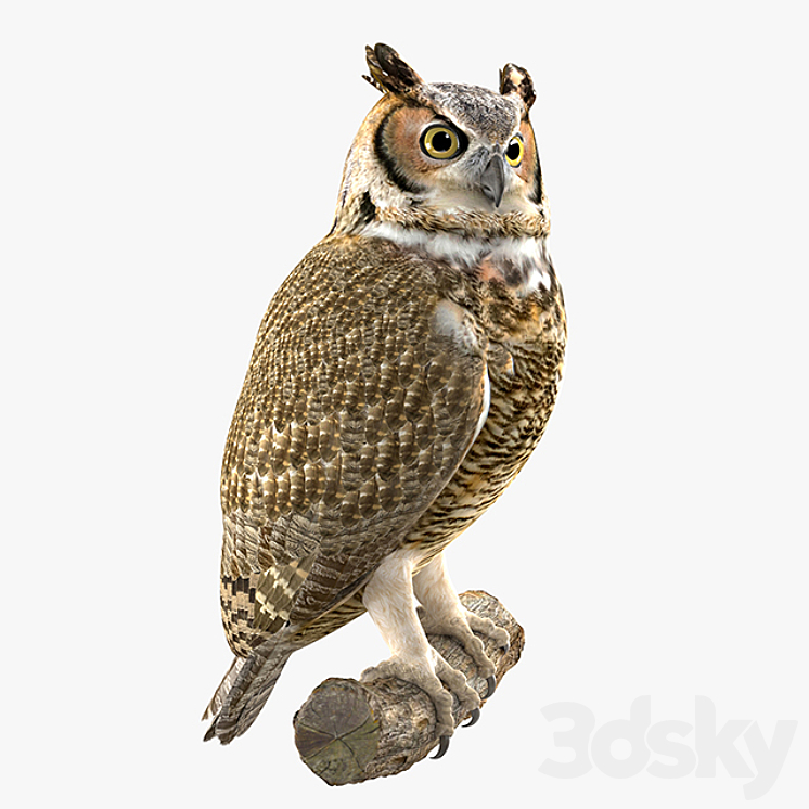 Owl 3DS Max - thumbnail 1