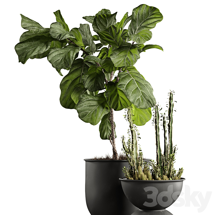 Ficus and cactus 3D Model