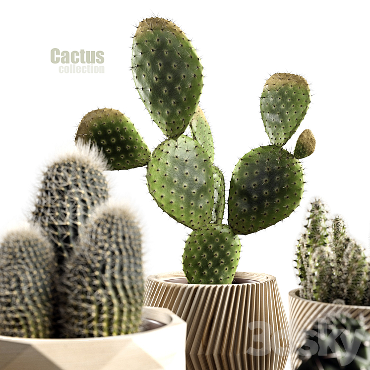Cactus collection 3D Model