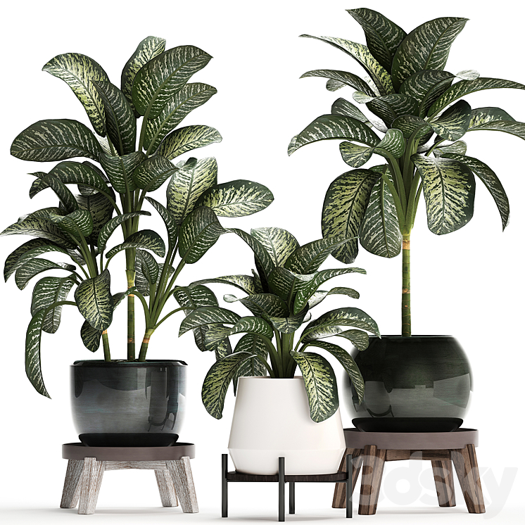 Plant Collection 452. Dieffenbachia pot flowerpot round stand indoor plants luxury pot office plants 3DS Max - thumbnail 1