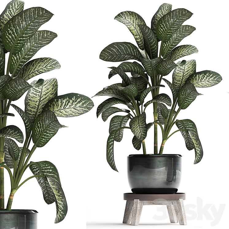 Plant Collection 452. Dieffenbachia pot flowerpot round stand indoor plants luxury pot office plants 3DS Max - thumbnail 2