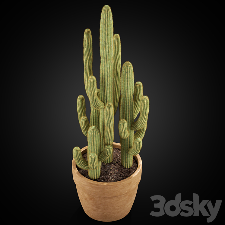 Plants collection 254 3D Model