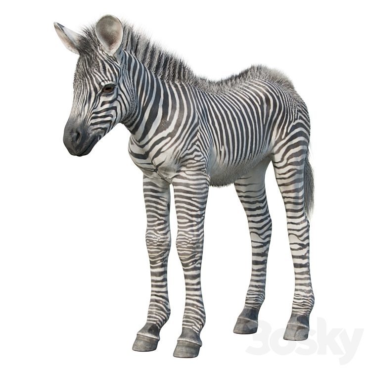 Baby zebra 3DS Max - thumbnail 2