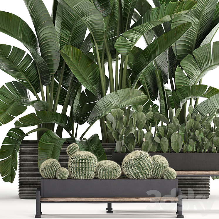 Plant Collection 458. Cactus palm tree strelitzia thickets bushes prickly pear banana round cactus Barrel cactus jungle Prickly pear 3D Model