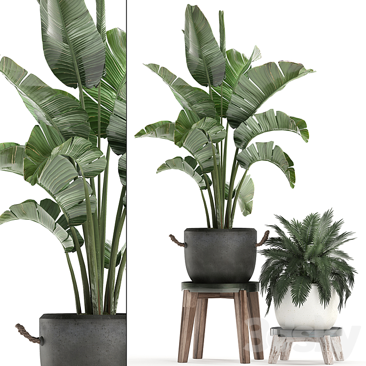 [3DSKY] Plant Collection Potted Banana Palm 459. Indoor Banana Ravenala