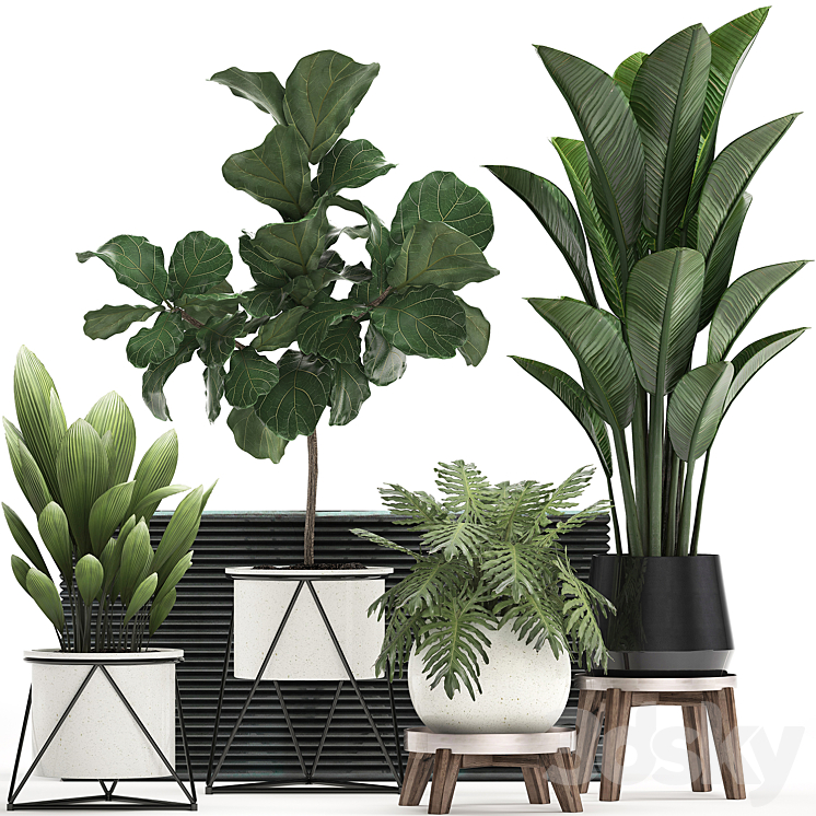 Collection of plants 460. Ficus lyrata Philodendron banana white flowerpot indoor plants stylish luxury interior indoor office plants 3DS Max - thumbnail 1