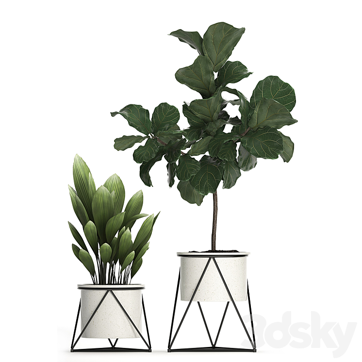 Collection of plants 460. Ficus lyrata Philodendron banana white flowerpot indoor plants stylish luxury interior indoor office plants 3DS Max - thumbnail 2
