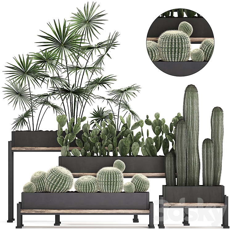 Plant Collection 462. fan palm cactus prickly pear carnegia Barrel cactus round cactus indoor plants black flowerpot loft Prickly pear 3DS Max - thumbnail 1