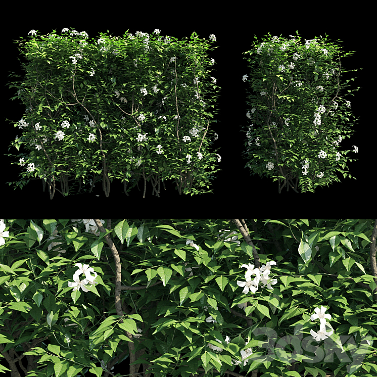 Murraya paniculata hegde 3D Model