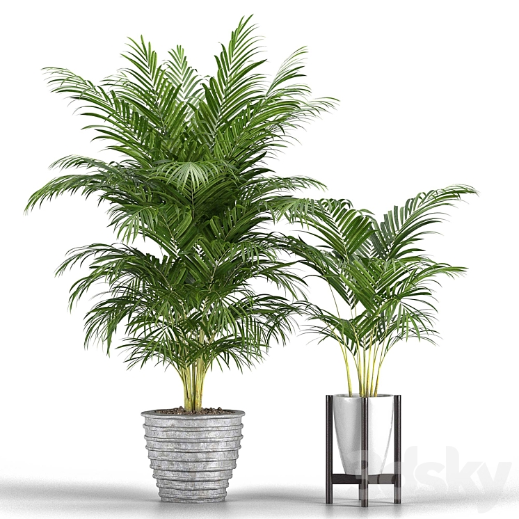 Set of plants No. 3 (Areca palm fern) 3D Model