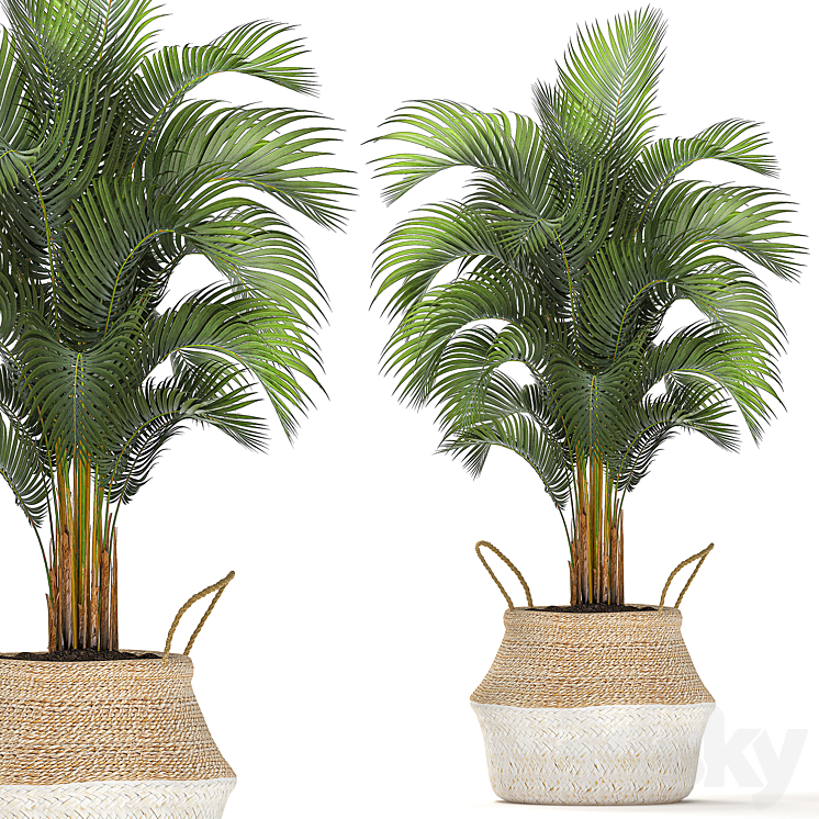 Plant Collection 486. Basket rattan palm tree hovea ficus lyrata indoor plants eco design natural decor Scandinavian style natural materials bush Howea forsteriana 3DS Max - thumbnail 2