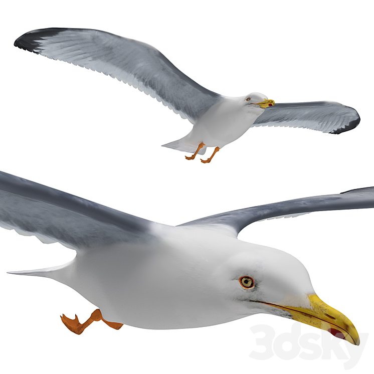 Seagull in flight 3DS Max - thumbnail 1