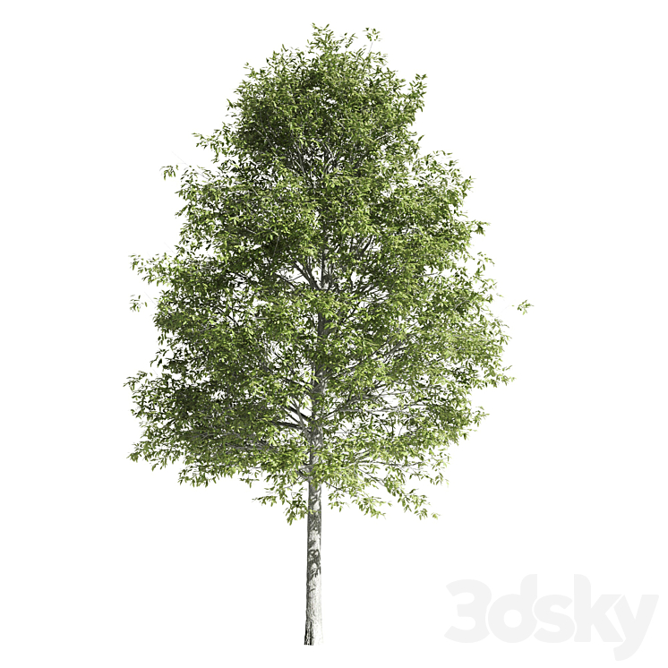 High quality OAK-Tree 3D Model