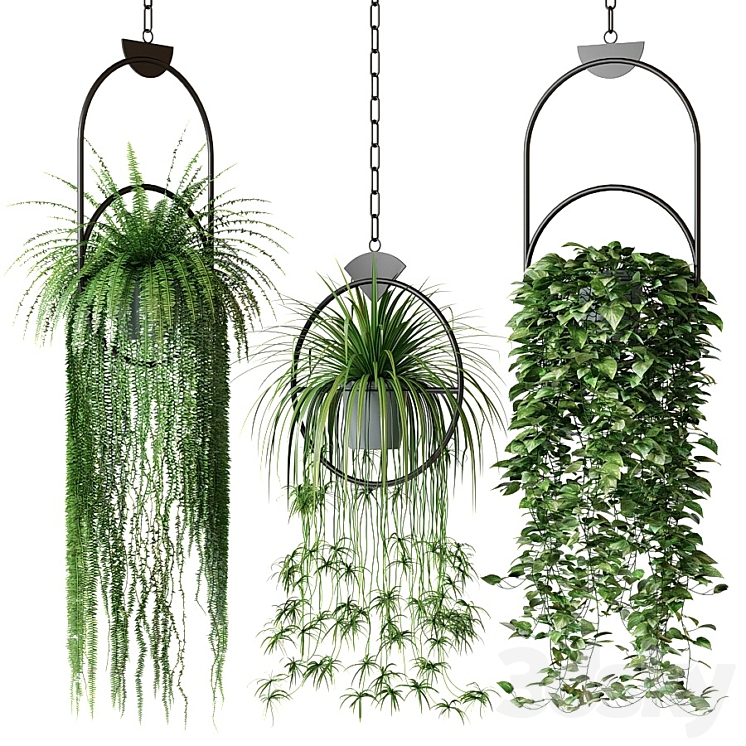 Set of hanging plants in hanging planters 2 3DS Max - thumbnail 1