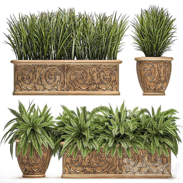 Plant Collection 496. fern bushes classic flowerpot landscaping outdoor pots for garden park 3DS Max - thumbnail 1