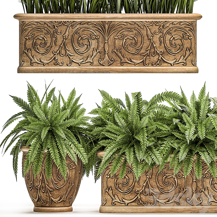 Plant Collection 496. fern bushes classic flowerpot landscaping outdoor pots for garden park 3DS Max - thumbnail 2