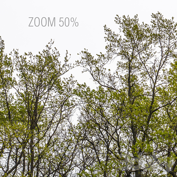 Panorama with trees. 3 pcs. 22k 3DS Max - thumbnail 2