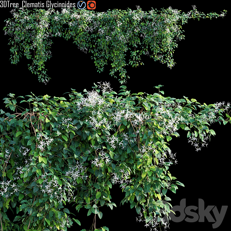 Creeper – Clematis Glycinoides 01 3DS Max - thumbnail 1