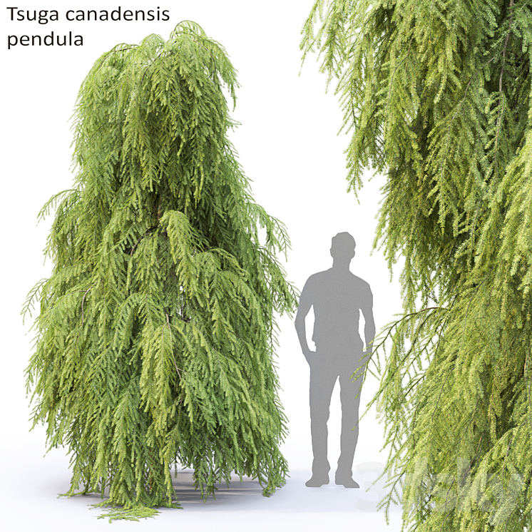 Tsuga Canadian | Tsuga canadensis pendula # 2 3DS Max - thumbnail 1