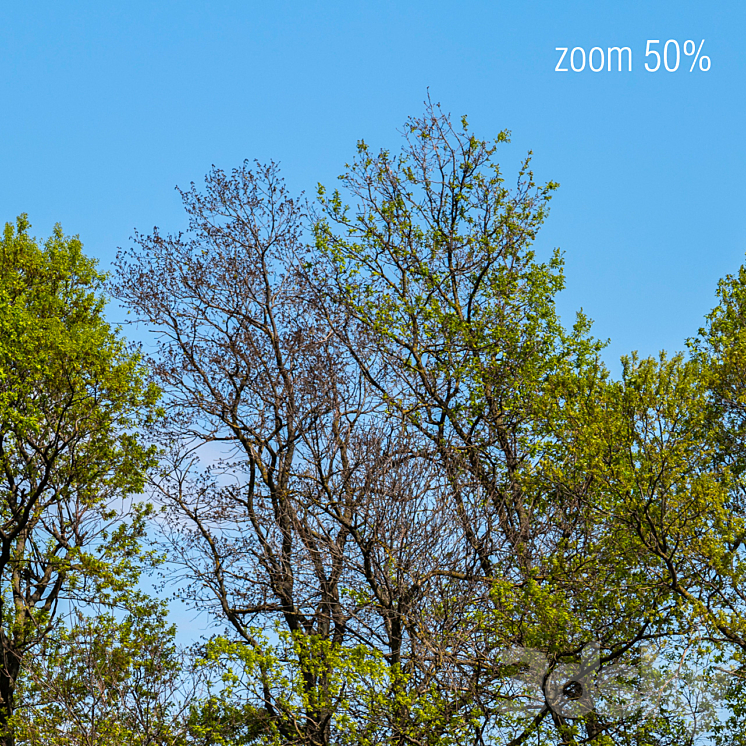 Panorama with Trees v2. 50k 3D Model