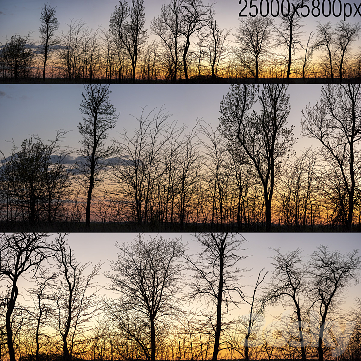 Silhouettes of trees at sunset. Panorama 3D Model