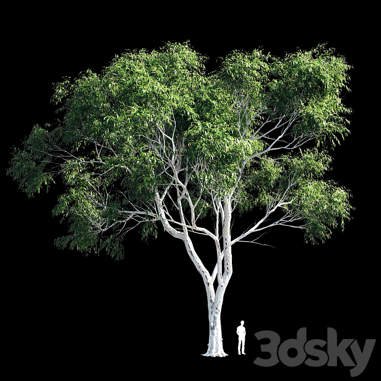 Eucalyptus 8 3DS Max - thumbnail 2