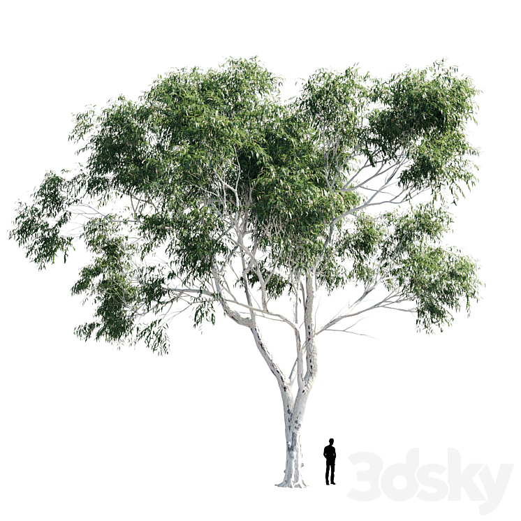 Eucalyptus 8 3DS Max - thumbnail 1