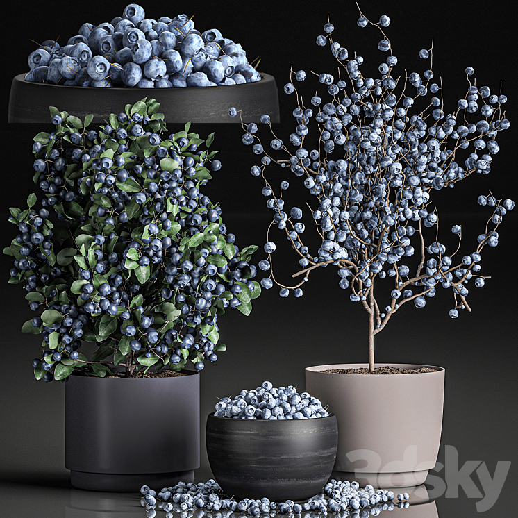A collection of bouquets of branches with blueberries in black vases with blueberries a bowl with berries a blueberry bush. Set 548. 3DS Max - thumbnail 1