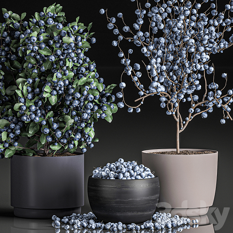 A collection of bouquets of branches with blueberries in black vases with blueberries a bowl with berries a blueberry bush. Set 548. 3DS Max - thumbnail 2