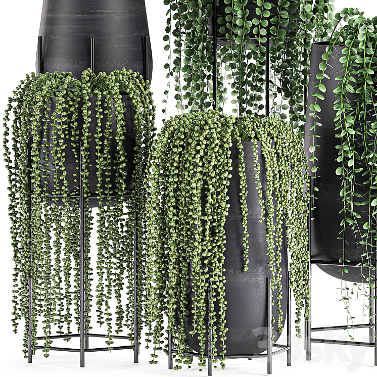 A collection of hanging plants in black pots on legs with Dyschidia Rowley's Crossberry Succulents Rhipsalis. Set 549. 3D Model