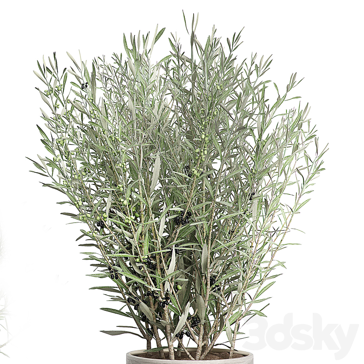 INTERIOR OLIVE TREE PACK 66 3DS Max - thumbnail 2
