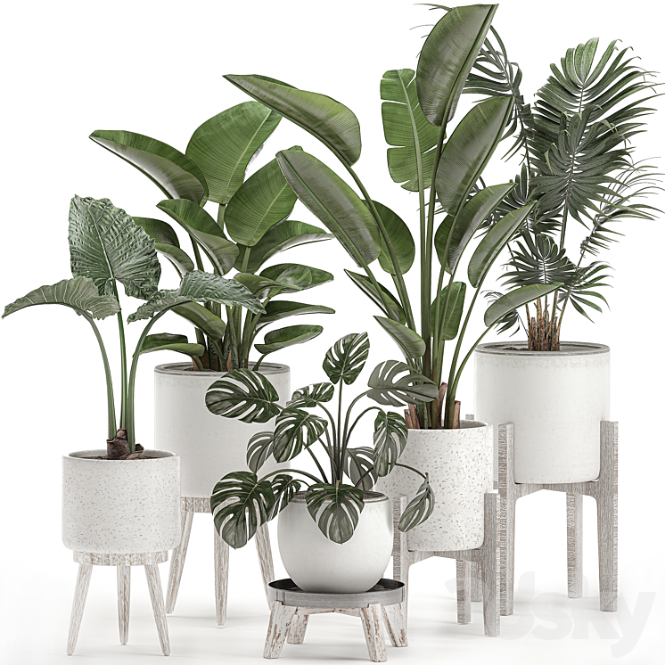 Collection of small plants in white pots on legs with Strelitzia banana palm hovea monstera alokasia. Set 557. 3DS Max - thumbnail 1