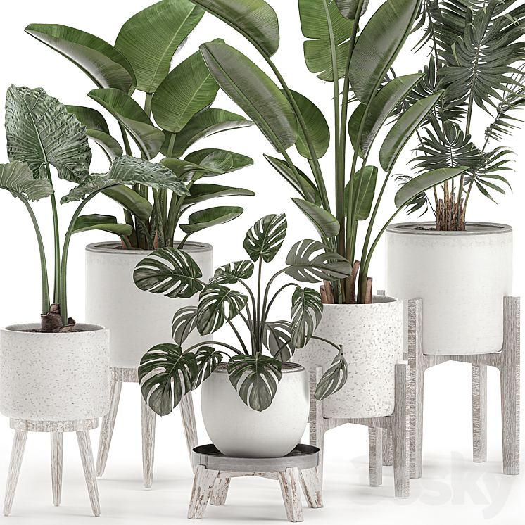 Collection of small plants in white pots on legs with Strelitzia banana palm hovea monstera alokasia. Set 557. 3DS Max - thumbnail 2