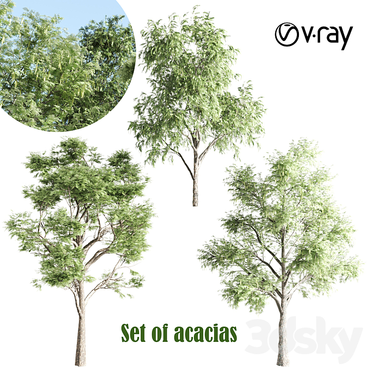 set of acacias-vray 3DS Max - thumbnail 1