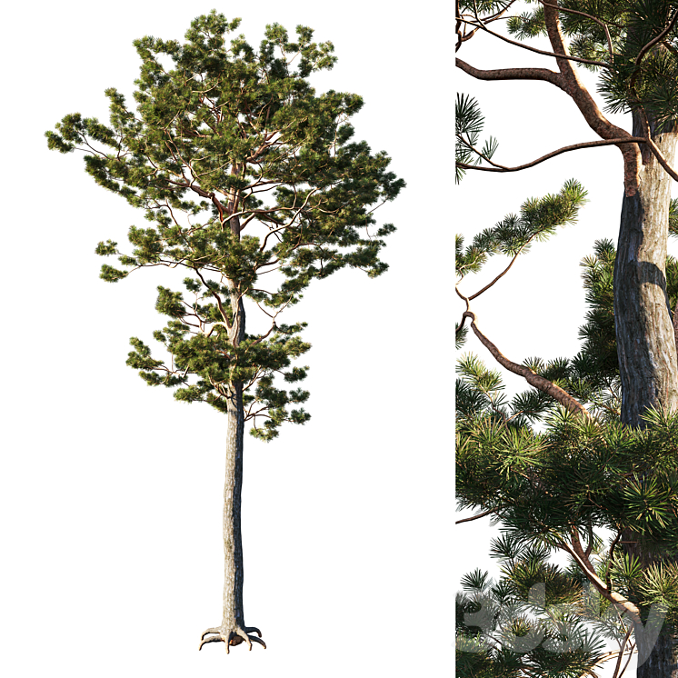 Pinus sylvestris tree 3DS Max - thumbnail 1